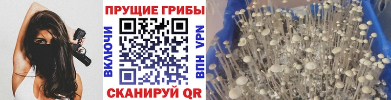 Псилоцибиновые грибы ЛСД  Западная Двина 
